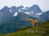 Kůň v rakouských Alpách
