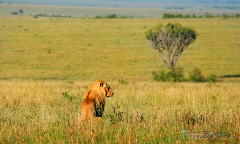 Fotka, Foto Lev v Národní rezervaci Masai Mara (Keňa)