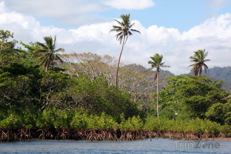 Fotka, Foto Mangrove na břehu řeky (Fidži)