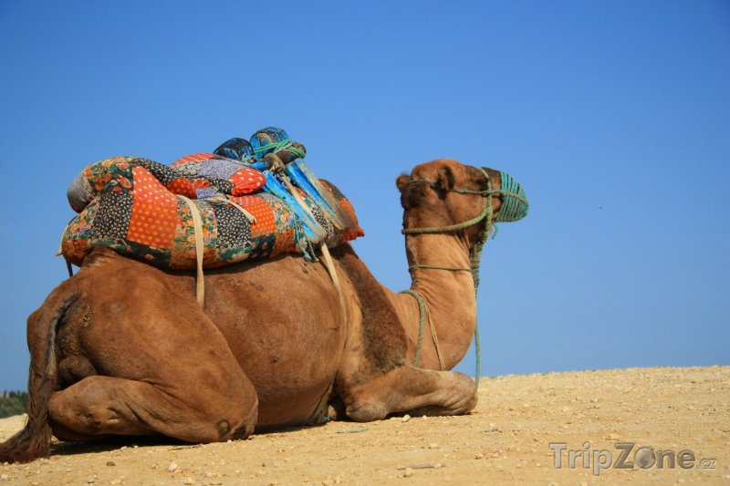 Fotka, Foto Odpočívající velbloud (Tunisko)