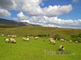 Ovce na pastvě v oblasti Connemara