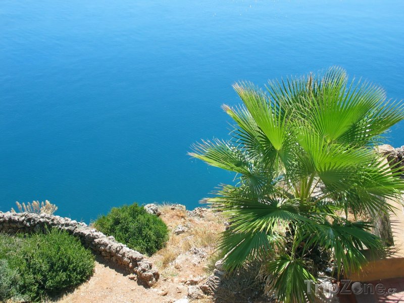 Fotka, Foto Palma na pobřeží poblíž Antalye (Turecká riviéra, Turecko)