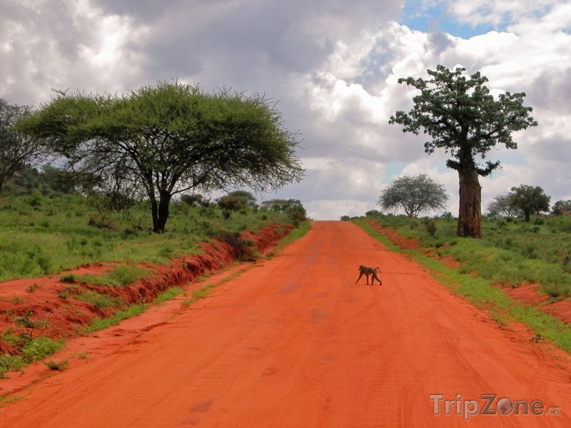Fotka, Foto Pavián přebíhá silnici v Národním parku Východní Tsavo (Keňa)