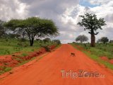 Pavián přebíhá silnici v Národním parku Východní Tsavo