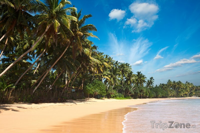 Fotka, Foto Pohádková pláž s palmami (Srí Lanka)
