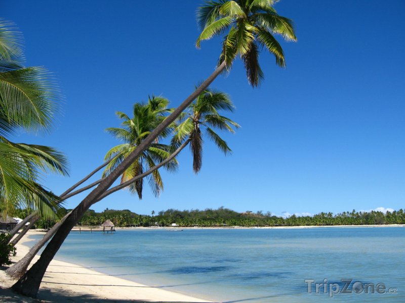 Fotka, Foto Poklidná zátoka s palmami (Fidži)