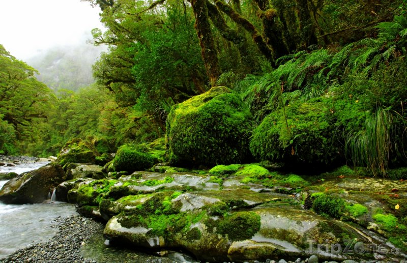 Fotka, Foto Potok v deštném lese (Nový Zéland)