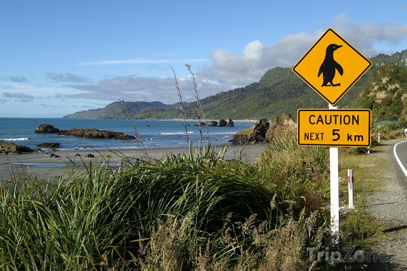 Fotka, Foto Pozor na tučňáky! (Nový Zéland)