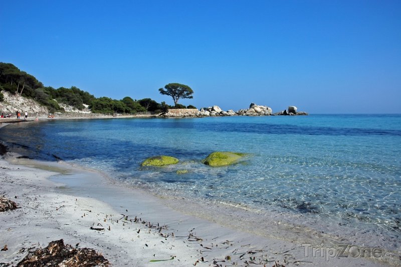 Fotka, Foto Překrásná pláž Palombaggia na Korsice (Francie)
