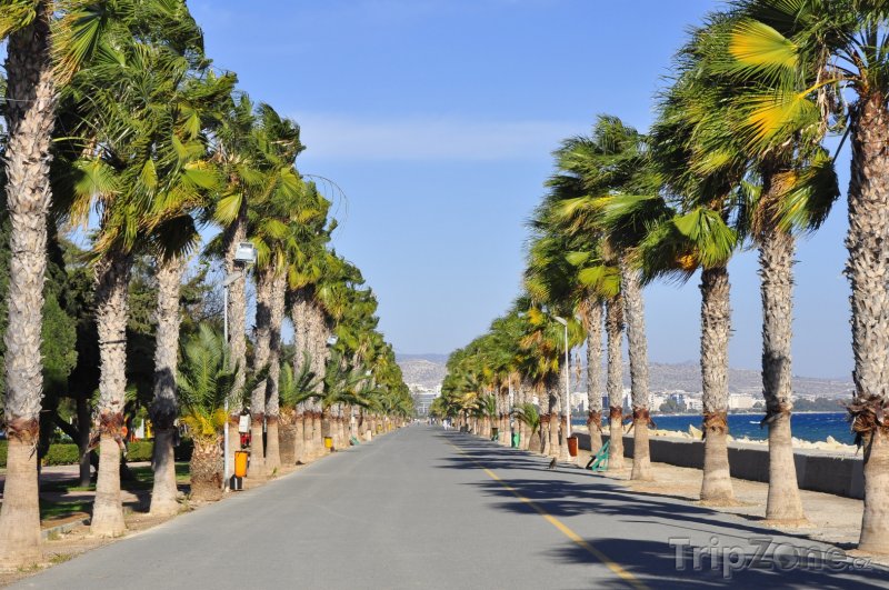 Fotka, Foto Promenáda s palmami - Limassol (Kypr)