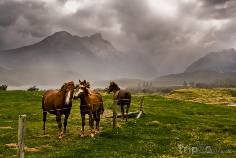 Fotka, Foto Region Taranaki a koně na louce (Nový Zéland)