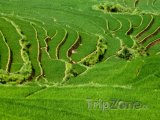 Rýžové plantáže na severu země u města Sapa