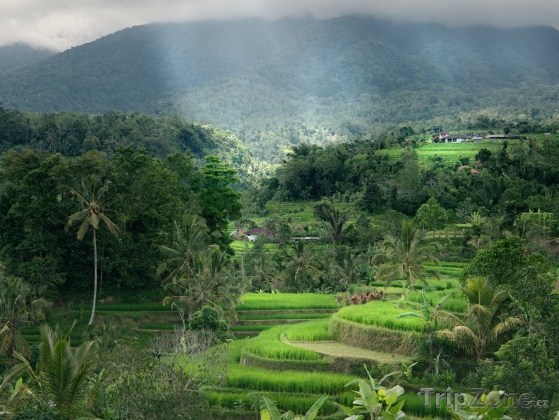 Fotka, Foto Rýžové terasy na ostrově Bali (Indonésie)