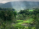 Rýžové terasy na ostrově Bali
