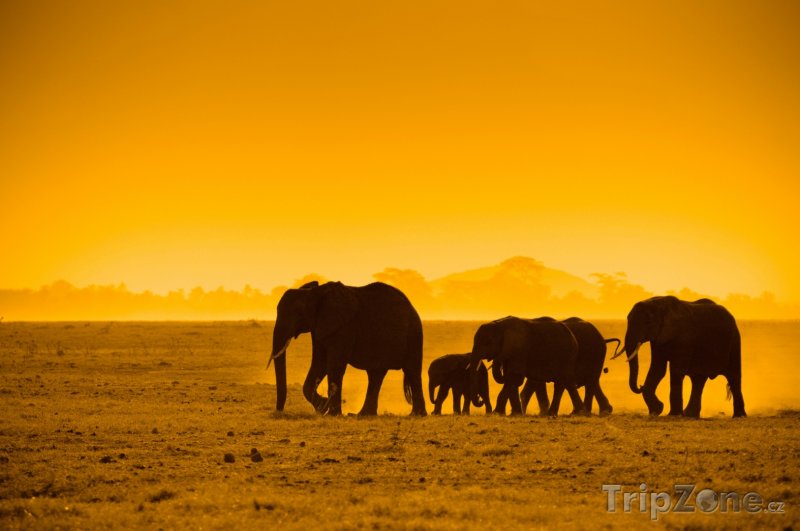 Fotka, Foto Siluety slonů v Národním parku Amboseli (Keňa)