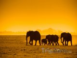 Siluety slonů v Národním parku Amboseli