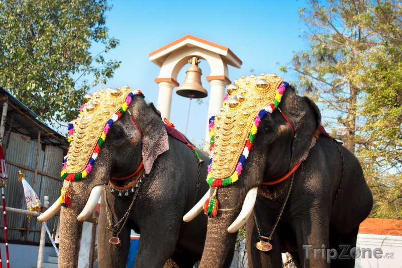 Fotka, Foto Sloni ve městě Kochi (stát Kerala) (Indie)