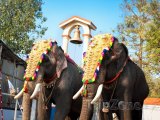 Sloni ve městě Kochi (stát Kerala)