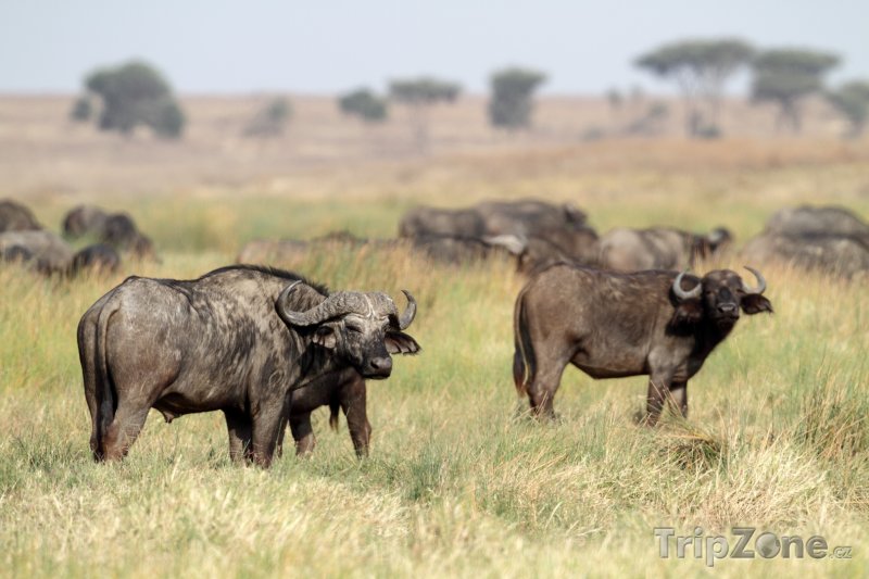 Fotka, Foto Stádo afrických buvolů v národním parku Serengeti (Tanzanie)