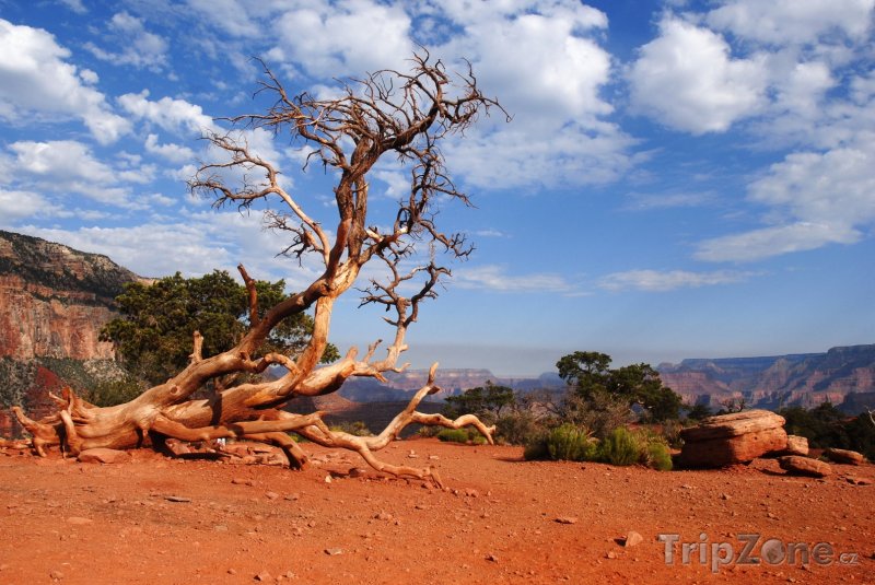 Fotka, Foto Uschlý strom v Grand Canyonu (USA)