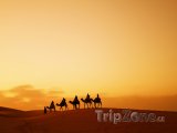 Velbloudi na dunách Sahary