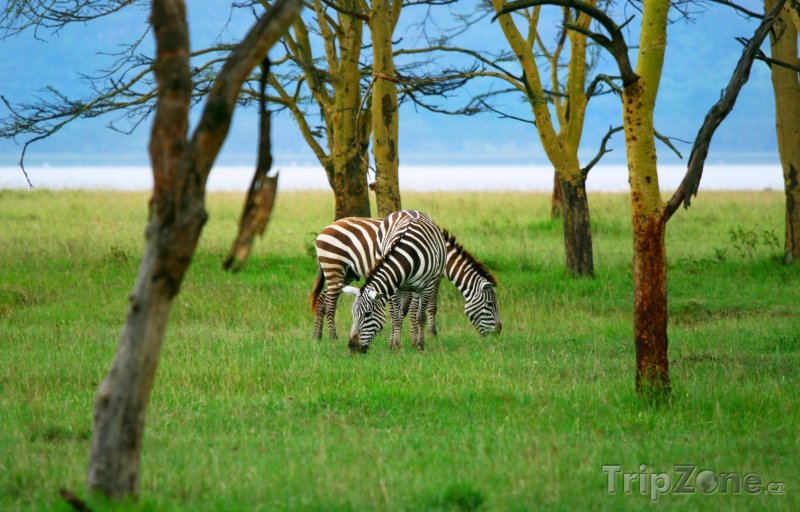 Fotka, Foto Zebry u jezera Nakuru (Keňa)