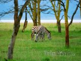 Zebry u jezera Nakuru