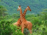 Žirafí souboj v Národní rezervaci Samburu