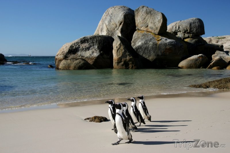 Fotka, Foto Kapské město - tučňáci na Boulders beach (Kapské město, Jihoafrická republika)