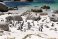 Kolonie tučňáků na Boulders beach