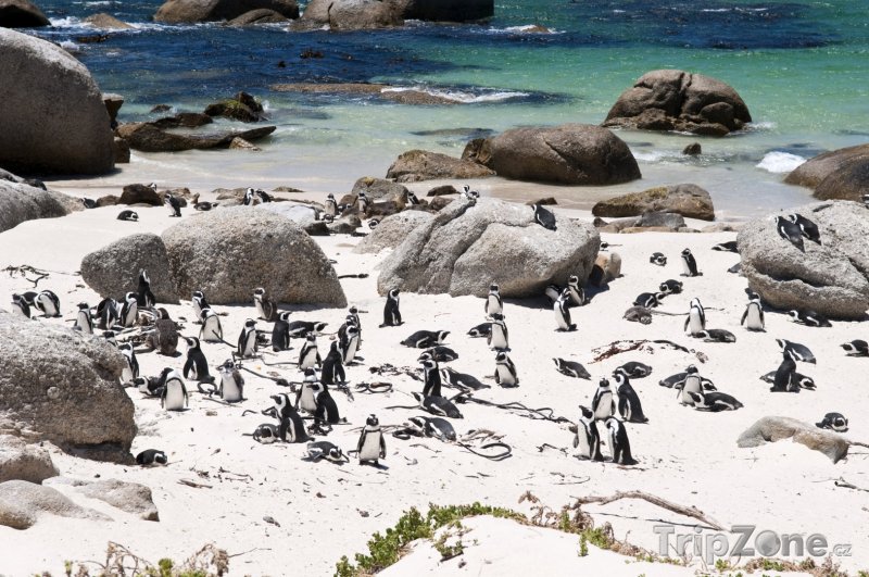 Fotka, Foto Kolonie tučňáků na Boulders beach (Kapské město, Jihoafrická republika)