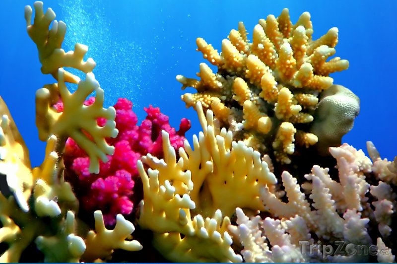 Fotka, Foto Korálový útes u pobřeží (Sharm El Sheikh, Egypt)