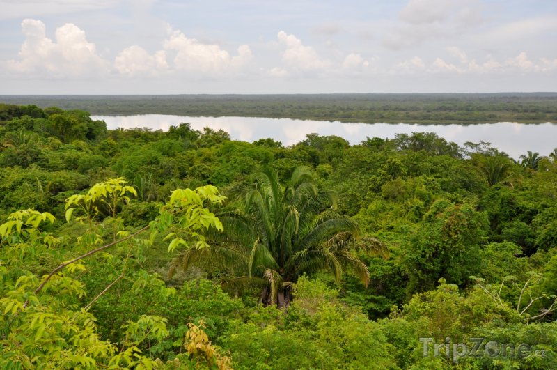 Fotka, Foto Pohled na deštný prales v Belize (Belize)