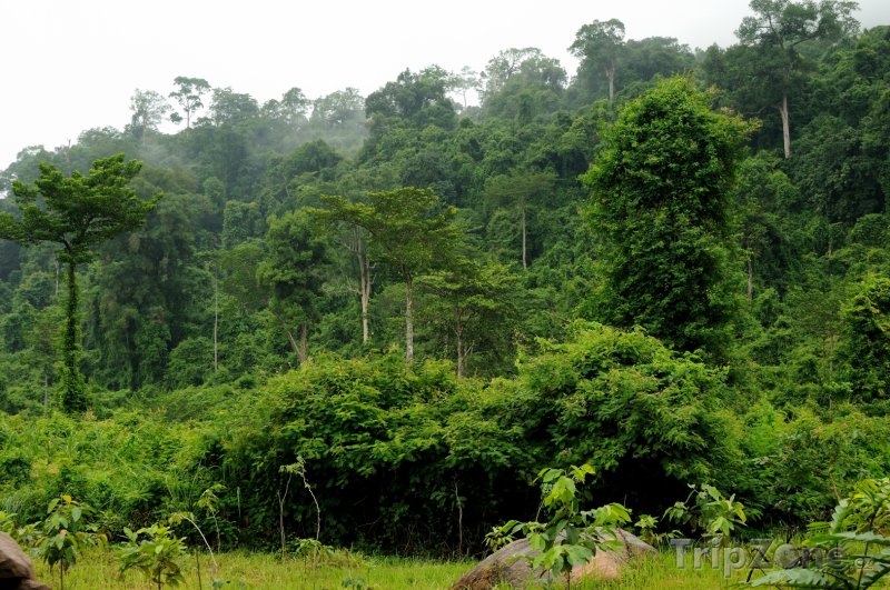 Fotka, Foto Deštný prales (Kambodža)