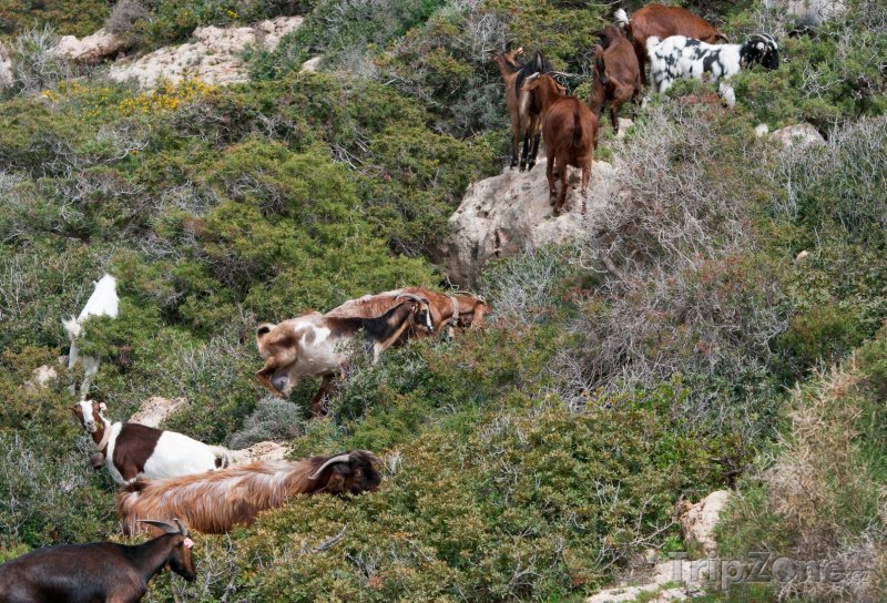 Fotka, Foto Divoké kozy (Pafos, Kypr)