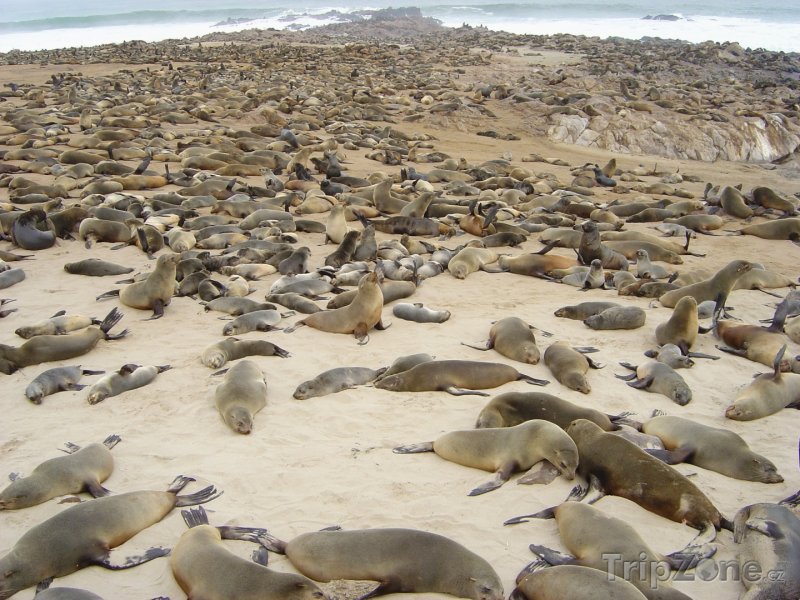 Fotka, Foto Kolonie tuleňů na pláži v Cape Cross (Namibie)