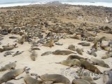 Kolonie tuleňů na pláži v Cape Cross