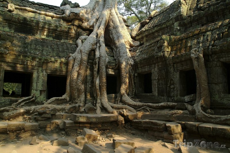 Fotka, Foto Kořeny stromu na ruinách v chrámu Angkor Vat (Kambodža)