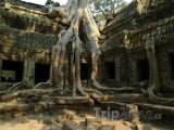 Kořeny stromu na ruinách v chrámu Angkor Vat