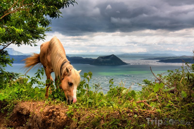 Fotka, Foto Kůň nad jezerem Taal (Filipíny)