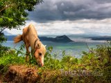 Kůň nad jezerem Taal