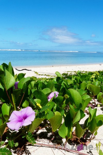 Fotka, Foto Květiny na pláži (Réunion)