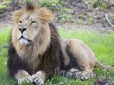 Lev indický v Národním parku Gir