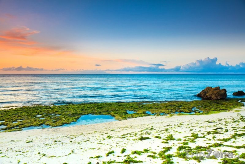 Fotka, Foto Mořské řasy u pláže (Filipíny)