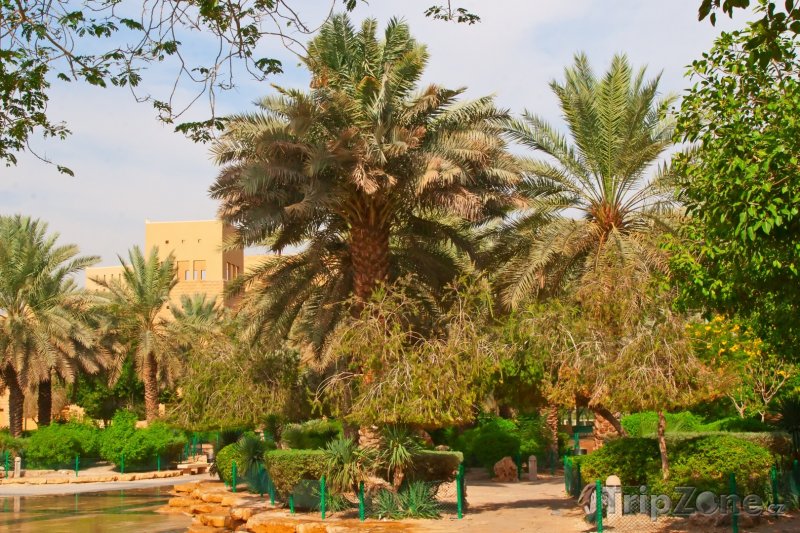 Fotka, Foto Palmová zahrada v Rijádu (Saúdská Arábie)