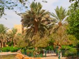 Palmová zahrada v Rijádu