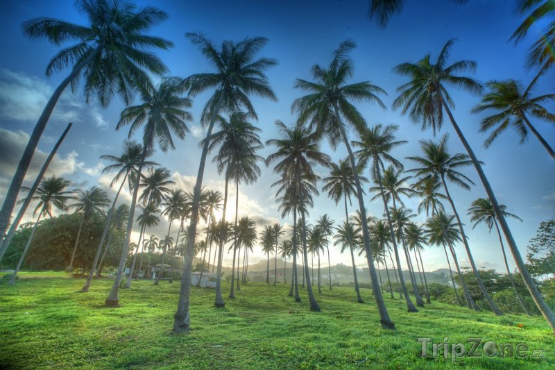 Fotka, Foto Palmy na ostrově Luzon (Filipíny)