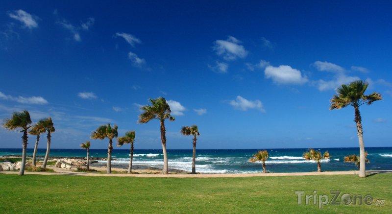 Fotka, Foto Palmy na pláži (Pafos, Kypr)