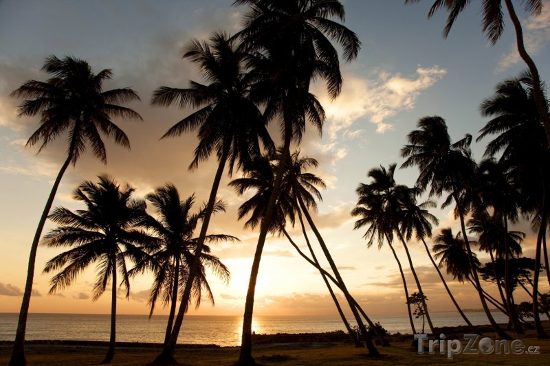 Fotka, Foto Palmy v západu slunce (Dominikánská republika)