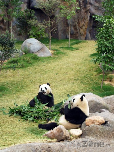 Fotka, Foto Pandy v zoologické zahradě (Hongkong)